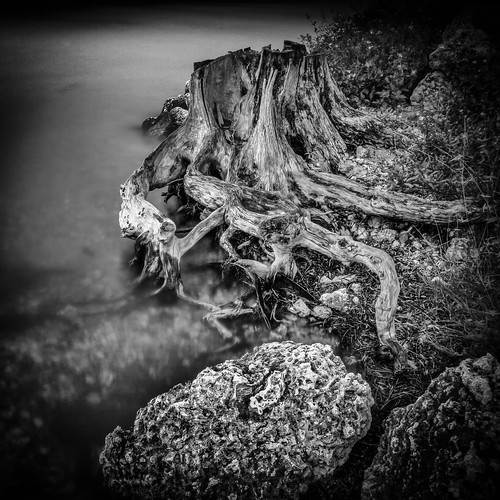 Roots by Ed Llerandi