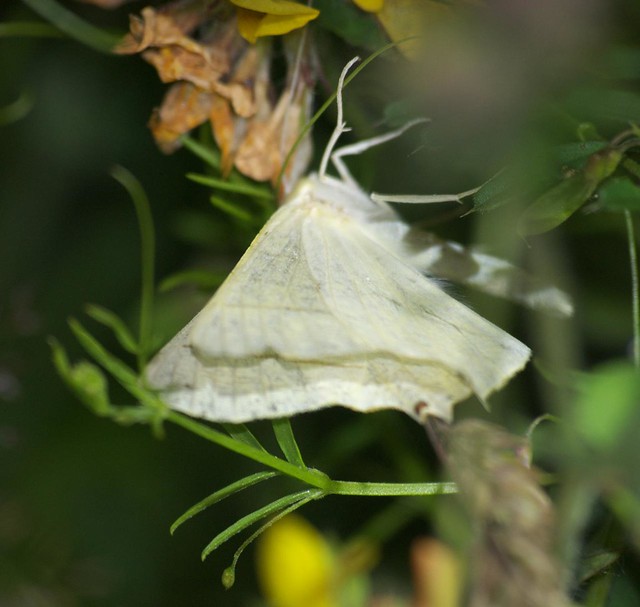 Swallow-tailed moth DSC_4109