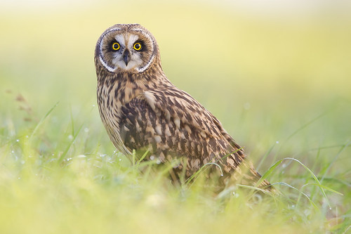 Short-eared Owl in the Dewey Grass by Jeff Dyck