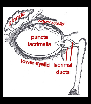 lacrimal-apparatus