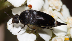 Beetles: Mordellidae
