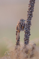 Song Sparrow-2072.jpg by Mully410 * Images