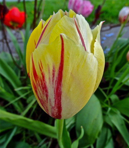 Garden Tulip by Irene.B.