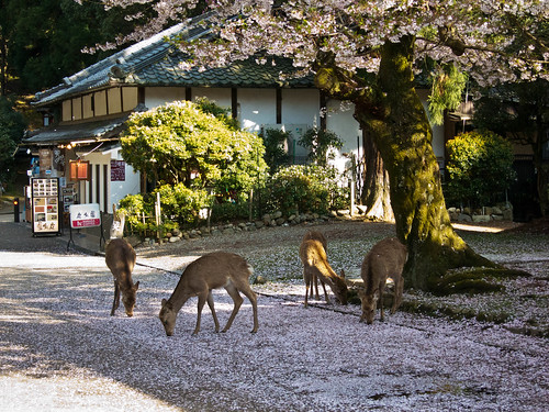 The deer of Nara are hungry