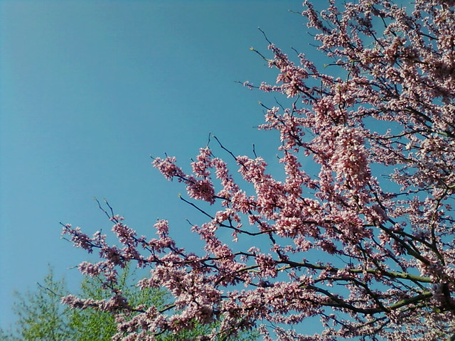 Pretty flowering tree