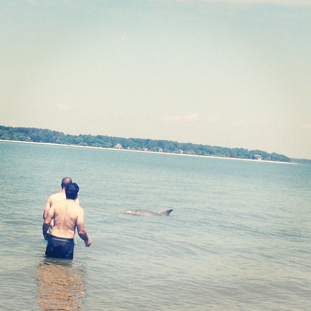 Swimming with #dolphin friends at #HiltonHead