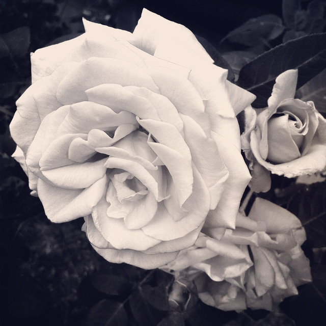A Rose Without Colour
