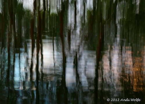 Mangrove ICM by andiwolfe