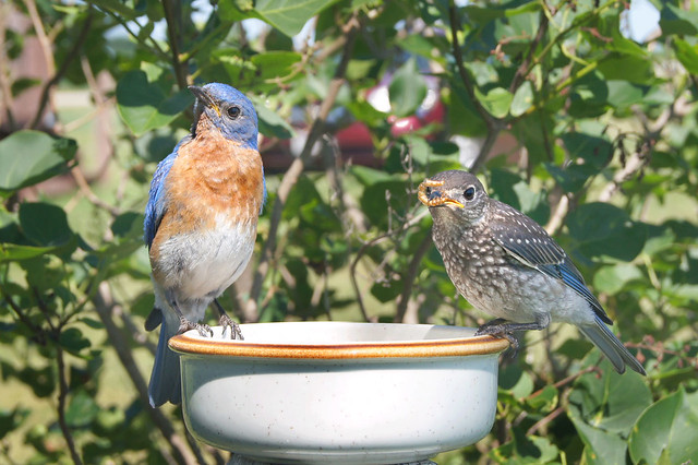 eastern bluebird houses eastern bluebird food eastern bluebird house plans eastern bluebird facts eastern bluebird migration eastern bluebird pictures eastern bluebird song eastern bluebird nest young mealworms worms 