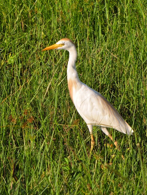 Cattle Egret in Tampa, FL 06