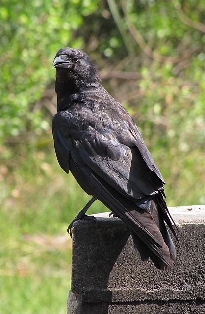 Fish Crow at Fort DeSoto in Pinellas County, FL 01