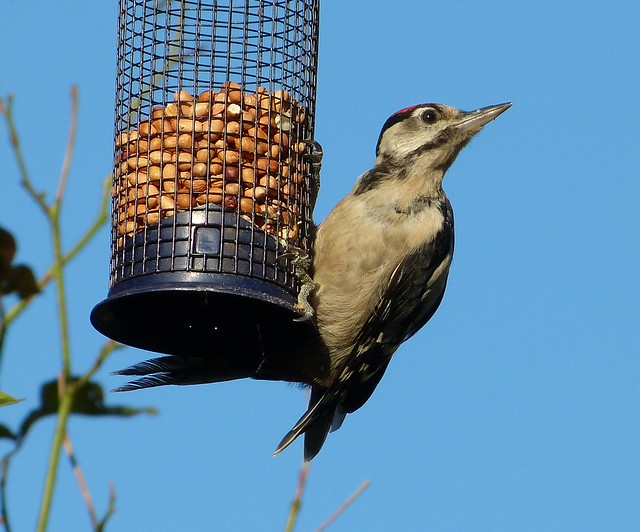 27648 - Great Spotted Woodpecker, Garden