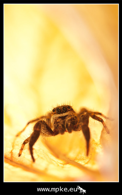 Jumping spider on fire