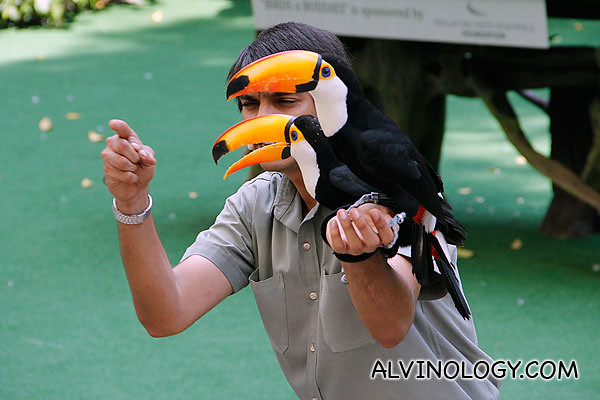 Trainer giving instructions to his two hornbills