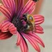 Bee on african daisy