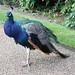 Warwick Castle - Peacock