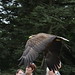 Warwick Castle - Flying Eagle