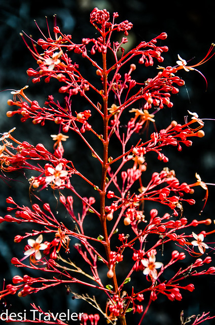  red flowers of herb used in Ayurveda treatment