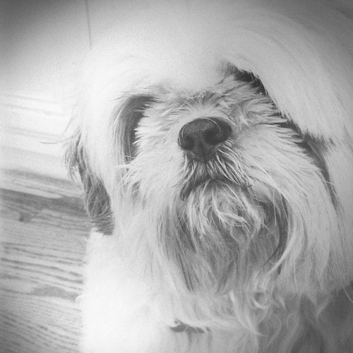 Oliver by scoodog / digging iPhoneography