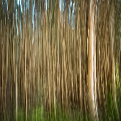 The Forest by photomyhobby