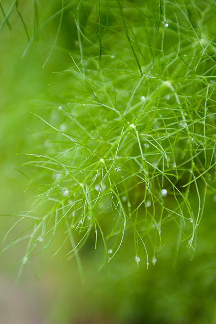 Wet fennel