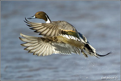 Duck (Pintail)