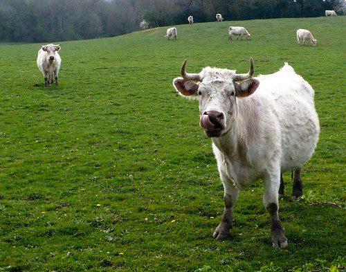 White cows in a meadow
