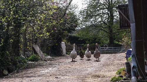 Three geese and a duck
