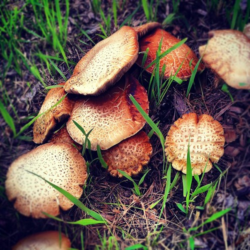 mushrooms on the path #mushrooms #bikeride