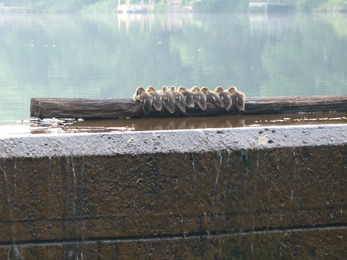 Baby Ducks sleeping on a log at the dam.