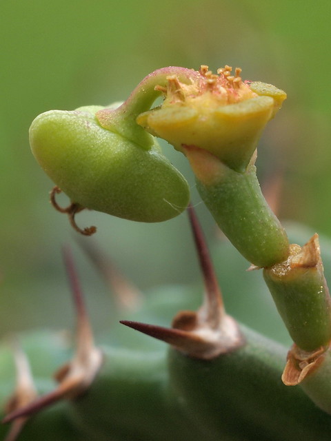 Euphorbia stellata - Frucht