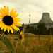 07-21-12: Sunflower Near Devil's Tower