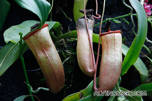A group of three pitcher plants