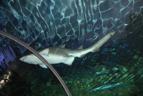 The shark tube