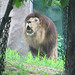 Lions_054 posted by *Ice Princess* to Flickr