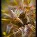 Fun with One - Protea Pincushion Flower
