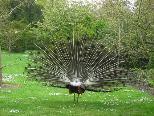Flirty peacock from behind!