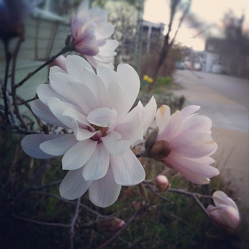 the Star magnolia has bloomed a month early #maine #mainecoast