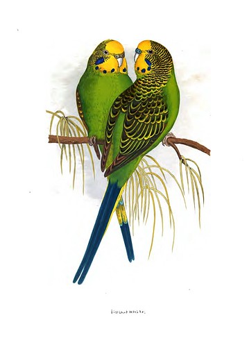 009-Parrots in captivity-1884- William Thomas Greene