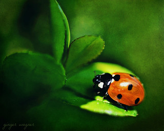 little miss ladybug