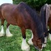 Clydesdales Grazing 5