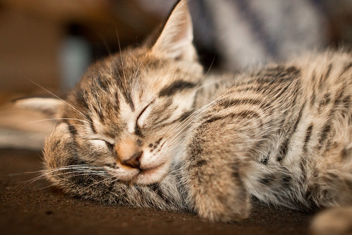 無料写真素材|動物|猫・ネコ|子猫・小猫|寝顔・寝姿