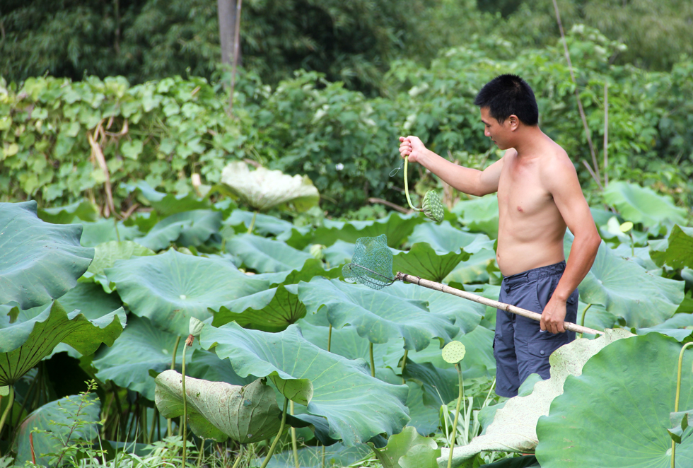 Picking lotus flowers in a sea of green