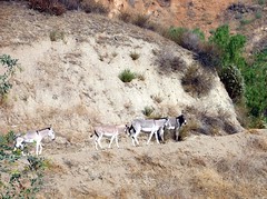 Wild Burros in San Timoteo Canyon, Redlands, CA