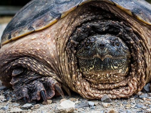 Snapping Turtle by kenfagerdotcom