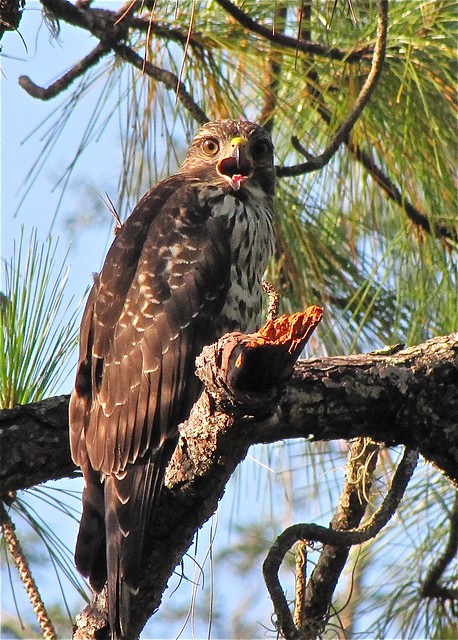 Red-shouldered Hawk at Lettuce Lake Park in Hillsborough County, FL 06