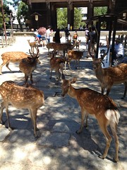 奈良公園・鹿