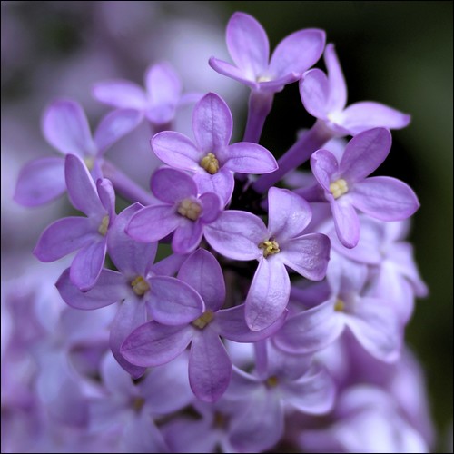 Lilac by SomewhatNorth...