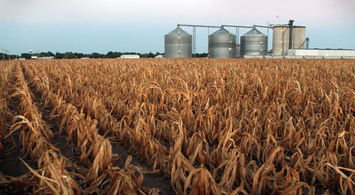A field of dead corn sits next to the Lincolnland Agri-Energy ethanol plant July 25, 2012 in Palestine, Illinois. This summer's extended drought, which has scorched corn and soybean crops across the Midwest, is expected to impact crops across the region. by Pan-African News Wire File Photos