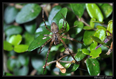 Araneae/Tetragnathidae